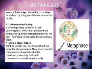 In metaphase stage , the cell sets the stage
for division by lining up all the chromosomes
neatly.
 Chromosomes Line Up
It's like organizing books on a shelf.
Chromosomes, which are condensed and
visible, line up neatly along the middle of the
cell. This middle line is called the metaphase
plate.
 Spindle Fibers Attach
Think of spindle fibers as strings that help
move the chromosomes. They attach to each
chromosome at a point called the
centromere, ensuring that each
chromosome is ready to split evenly.
METAPHASE
 