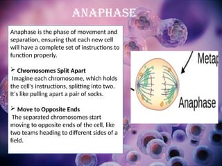 Anaphase is the phase of movement and
separation, ensuring that each new cell
will have a complete set of instructions to
function properly.
 Chromosomes Split Apart
Imagine each chromosome, which holds
the cell's instructions, splitting into two.
It's like pulling apart a pair of socks.
 Move to Opposite Ends
The separated chromosomes start
moving to opposite ends of the cell, like
two teams heading to different sides of a
field.
ANAPHASE
 