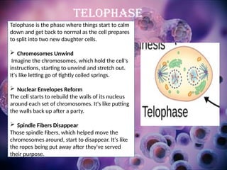 Telophase is the phase where things start to calm
down and get back to normal as the cell prepares
to split into two new daughter cells.
 Chromosomes Unwind
Imagine the chromosomes, which hold the cell's
instructions, starting to unwind and stretch out.
It's like letting go of tightly coiled springs.
 Nuclear Envelopes Reform
The cell starts to rebuild the walls of its nucleus
around each set of chromosomes. It's like putting
the walls back up after a party.
 Spindle Fibers Disappear
Those spindle fibers, which helped move the
chromosomes around, start to disappear. It's like
the ropes being put away after they've served
their purpose.
TELOPHASE
 