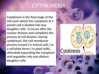 Cytokinesis is the final stage of the
cell cycle where the cytoplasm of a
parent cell is divided into two
daughter cells . It occurs after the
nuclear division and completes the
process of cell division. During
cytokinesis, the cell membrane
pinches inward ( in animal cells ) or
a cell plate forms ( in plant cells) ,
ultimately separating the cytoplasm
and organelles into two distinct
daughter cells.
Cytokinesis
 