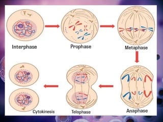 PPT ABOUT CELL CYCLES SS - Angelina.pptx