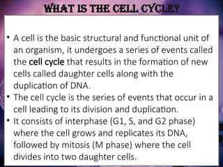• A cell is the basic structural and functional unit of
an organism, it undergoes a series of events called
the cell cycle that results in the formation of new
cells called daughter cells along with the
duplication of DNA.
• The cell cycle is the series of events that occur in a
cell leading to its division and duplication.
• It consists of interphase (G1, S, and G2 phase)
where the cell grows and replicates its DNA,
followed by mitosis (M phase) where the cell
divides into two daughter cells.
What is the Cell Cycle?
 