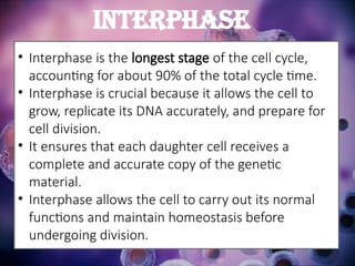 • Interphase is the longest stage of the cell cycle,
accounting for about 90% of the total cycle time.
• Interphase is crucial because it allows the cell to
grow, replicate its DNA accurately, and prepare for
cell division.
• It ensures that each daughter cell receives a
complete and accurate copy of the genetic
material.
• Interphase allows the cell to carry out its normal
functions and maintain homeostasis before
undergoing division.
INTERPHASE
 
