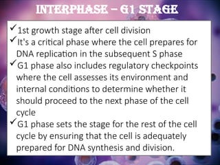 1st growth stage after cell division
It's a critical phase where the cell prepares for
DNA replication in the subsequent S phase
G1 phase also includes regulatory checkpoints
where the cell assesses its environment and
internal conditions to determine whether it
should proceed to the next phase of the cell
cycle
G1 phase sets the stage for the rest of the cell
cycle by ensuring that the cell is adequately
prepared for DNA synthesis and division.
Interphase – G1 Stage
 