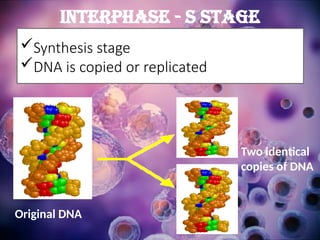 Interphase - S Stage
Original DNA
Two identical
copies of DNA
Synthesis stage
DNA is copied or replicated
 