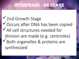 2nd Growth Stage
Occurs after DNA has been copied
All cell structures needed for
division are made (e.g. centrioles)
Both organelles & proteins are
synthesized
Interphase - G2 Stage
 