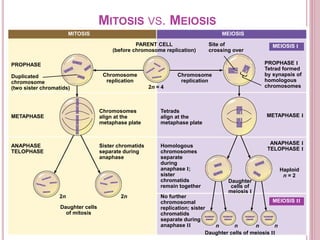 MITOSIS MEIOSIS
PARENT CELL
(before chromosome replication)
Site of
crossing over
MEIOSIS I
PROPHASE I
Tetrad formed
by synapsis of
homologous
chromosomes
PROPHASE
Duplicated
chromosome
(two sister chromatids)
METAPHASE
Chromosome
replication
Chromosome
replication
2n = 4
ANAPHASE
TELOPHASE
Chromosomes
align at the
metaphase plate
Tetrads
align at the
metaphase plate
METAPHASE I
ANAPHASE I
TELOPHASE I
Sister chromatids
separate during
anaphase
Homologous
chromosomes
separate
during
anaphase I;
sister
chromatids
remain together
No further
chromosomal
replication; sister
chromatids
separate during
anaphase II
2n 2n
Daughter cells
of mitosis
Daughter cells of meiosis II
MEIOSIS II
Daughter
cells of
meiosis I
Haploid
n = 2
n n n n
MITOSIS VS. MEIOSIS
 