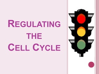REGULATING
THE
CELL CYCLE
 