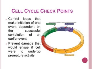 CELL CYCLE CHECK POINTS
o Control loops that
make initiation of one
event dependent on
the successful
completion of an
earlier event
o Prevent damage that
would ensue if cell
were to undergo
premature activity
 