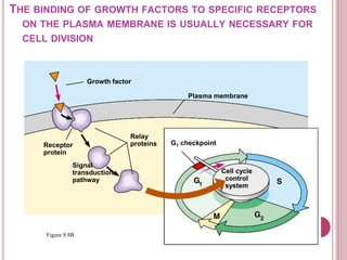 Growth factor
Figure 8.8B
Cell cycle
control
system
Plasma membrane
Receptor
protein
Signal
transduction
pathway
G1 checkpoint
Relay
proteins
THE BINDING OF GROWTH FACTORS TO SPECIFIC RECEPTORS
ON THE PLASMA MEMBRANE IS USUALLY NECESSARY FOR
CELL DIVISION
 