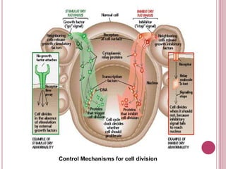 Control Mechanisms for cell division
 