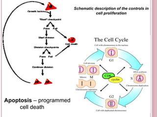 Apoptosis – programmed
cell death
Schematic description of the controls in
cell proliferation
 
