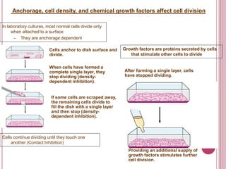 Anchorage, cell density, and chemical growth factors affect cell division
In laboratory cultures, most normal cells divide only
when attached to a surface
– They are anchorage dependent
Cells anchor to dish surface and
divide.
When cells have formed a
complete single layer, they
stop dividing (density-
dependent inhibition).
If some cells are scraped away,
the remaining cells divide to
fill the dish with a single layer
and then stop (density-
dependent inhibition).
Cells continue dividing until they touch one
another (Contact Inhibition)
Growth factors are proteins secreted by cells
that stimulate other cells to divide
After forming a single layer, cells
have stopped dividing.
Providing an additional supply of
growth factors stimulates further
cell division.
 