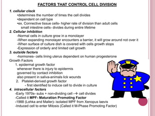 FACTORS THAT CONTROL CELL DIVISION
1. cellular clock
•determines the number of times the cell divides
•dependent on cell type
•ex. Connective tissue cells- higher rate of division than adult cells
small intestine cells- divides during entire lifetime
2. Cellular inhibition
-Normal cells in culture grow in a monolayer
-When expanding monolayer encounters a barrier, it will grow around not over it
-When surface of culture dish is covered with cells growth stops
-Expression of orderly and limited cell growth
3. outside factors
-hormones- cells lining uterus dependent on human progesterone
Growth Factors
1. epidermal growth factor
whenever there is injury to epidermis
governed by contact inhibition
also present in saliva-animals lick wounds
2. Platelet-derived growth factor
- first identified to induce cell to divide in culture
4. intracellular factors
-Early 1970s- subs + non-dividing cell - cell divides
-Called it MPF- Maturation Promoting Factor
-1988 (Lohka and Maller)- isolated MPF from Xenopus laevis
-Induced cell to enter Mitosis (Called it M-Phase Promoting Factor)
 