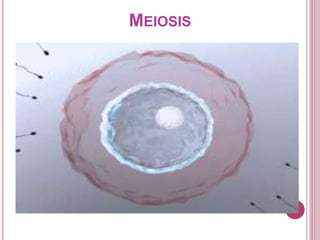 MEIOSIS
 