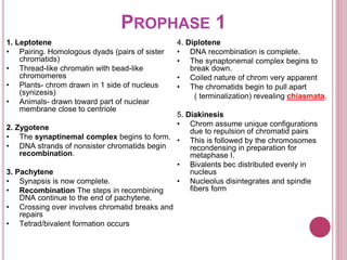 PROPHASE 1
1. Leptotene
• Pairing. Homologous dyads (pairs of sister
chromatids)
• Thread-like chromatin with bead-like
chromomeres
• Plants- chrom drawn in 1 side of nucleus
(synizesis)
• Animals- drawn toward part of nuclear
membrane close to centriole
2. Zygotene
• The synaptinemal complex begins to form.
• DNA strands of nonsister chromatids begin
recombination.
3. Pachytene
• Synapsis is now complete.
• Recombination The steps in recombining
DNA continue to the end of pachytene.
• Crossing over involves chromatid breaks and
repairs
• Tetrad/bivalent formation occurs
4. Diplotene
• DNA recombination is complete.
• The synaptonemal complex begins to
break down.
• Coiled nature of chrom very apparent
• The chromatids begin to pull apart
( terminalization) revealing chiasmata.
5. Diakinesis
• Chrom assume unique configurations
due to repulsion of chromatid pairs
• This is followed by the chromosomes
recondensing in preparation for
metaphase I.
• Bivalents bec distributed evenly in
nucleus
• Nucleolus disintegrates and spindle
fibers form
 