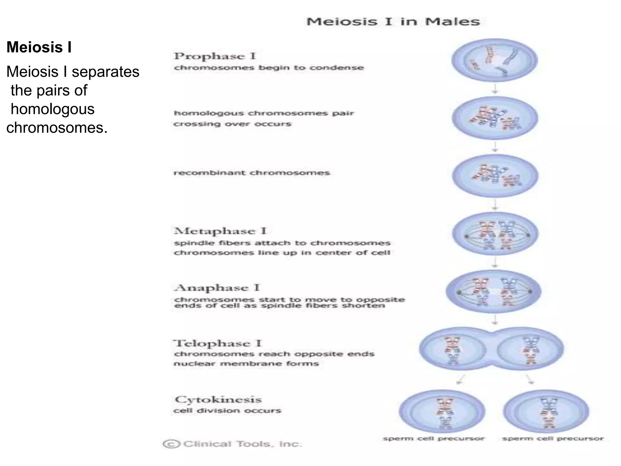 Cell cycle-Meiosis.pptx