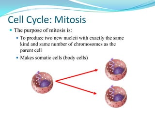 Cell Cycle: Mitosis
 The purpose of mitosis is:
    To produce two new nucleii with exactly the same
     kind and same number of chromosomes as the
     parent cell
    Makes somatic cells (body cells)
 