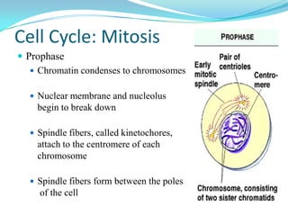 Cell Cycle: Mitosis
 Prophase
    Chromatin condenses to chromosomes


   Nuclear membrane and nucleolus
    begin to break down

   Spindle fibers, called kinetochores,
    attach to the centromere of each
    chromosome

   Spindle fibers form between the poles
     of the cell
 