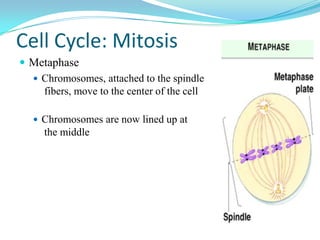 Cell Cycle: Mitosis
 Metaphase
   Chromosomes, attached to the spindle
    fibers, move to the center of the cell

    Chromosomes are now lined up at
     the middle
 