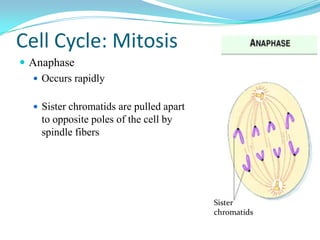 Cell Cycle: Mitosis
 Anaphase
   Occurs rapidly


   Sister chromatids are pulled apart
    to opposite poles of the cell by
    spindle fibers




                                         Sister
                                         chromatids
 