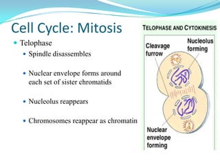 Cell Cycle: Mitosis
 Telophase
    Spindle disassembles


    Nuclear envelope forms around
    each set of sister chromatids

    Nucleolus reappears


    Chromosomes reappear as chromatin
 