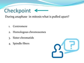 Checkpoint
During anaphase in mitosis what is pulled apart?


  1. Centromere

  2. Homologous chromosomes

  3. Sister chromatids

  4. Spindle fibers
 