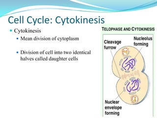 Cell Cycle: Cytokinesis
 Cytokinesis
    Mean division of cytoplasm


    Division of cell into two identical
     halves called daughter cells
 