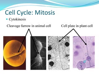 Cell Cycle: Mitosis
 Cytokinesis
Cleavage furrow in animal cell   Cell plate in plant cell
 
