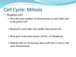 Cell Cycle: Mitosis
 Daughter cells
   Have the same number of chromosomes as each other and
    as the parent cell

   Identical to each other, but smaller then parent cell


   Must grow to become mature cell (G1 of Interphase)


   Diploid cells (or 2n) because these cells have 2 sets of the
    same chromosomes
 