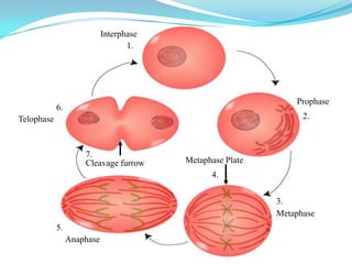Interphase
                                   1.




                                                               Prophase
            6.
Telophase                                                        2.



                     7.
                     Cleavage furrow     Metaphase Plate
                                               4.


                                                           3.
                                                           Metaphase
            5.
                 Anaphase
 