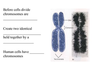 Before cells divide
chromosomes are
___________________

Create two identical
_____________________
held together by a
_________________

Human cells have ________
chromosomes
 