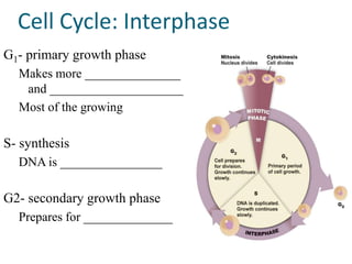 Cell Cycle: Interphase
G1- primary growth phase
  Makes more _______________
   and _____________________
  Most of the growing

S- synthesis
  DNA is ________________

G2- secondary growth phase
  Prepares for ______________
 
