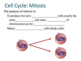 Cell Cycle: Mitosis
The purpose of mitosis is:
  To produce two new __________________with exactly the
   same_____________ and same _____________ of
   chromosomes as the _____________________
  Makes ___________________ cells (body cells)
 
