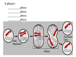 4 phases:
  _________phase
  _________phase
  _________phase
  _________phase
 
