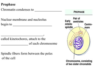 Prophase
Chromatin condenses to ________________

Nuclear membrane and nucleolus
begin to _______________________

_________________________,
called kinetochores, attach to the
________________ of each chromosome

Spindle fibers form between the poles
of the cell
 