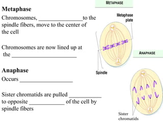 Metaphase
Chromosomes, _______________to the
spindle fibers, move to the center of
the cell

Chromosomes are now lined up at
the ______________________

Anaphase
Occurs __________________

Sister chromatids are pulled ___________
to opposite ____________ of the cell by
spindle fibers
                                           Sister
                                           chromatids
 