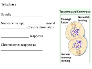 Telophase

Spindle __________________

Nuclear envelope ____________ around
________________of sister chromatids

_________________ reappears

Chromosomes reappear as
_________________________
 