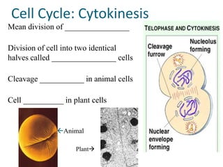 Cell Cycle: Cytokinesis
Mean division of ________________

Division of cell into two identical
halves called ________________ cells

Cleavage ___________ in animal cells

Cell __________ in plant cells


              Animal

                    Plant
 