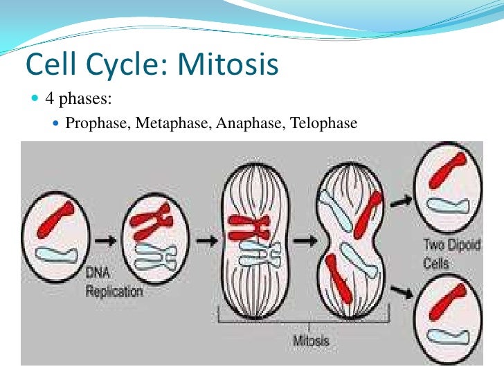 Cell Cycle Mitosis