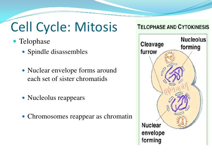 During Which Of The Following Phases Do Centromeres Divide? Cell cycle- mitosis