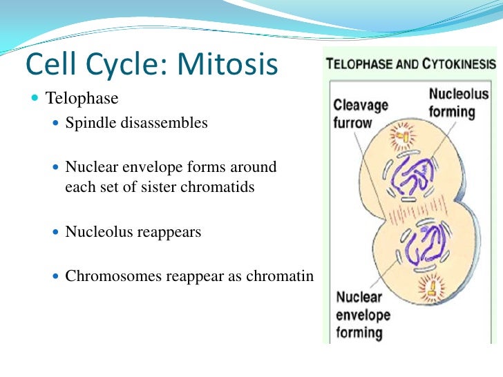 What happens during cell division?