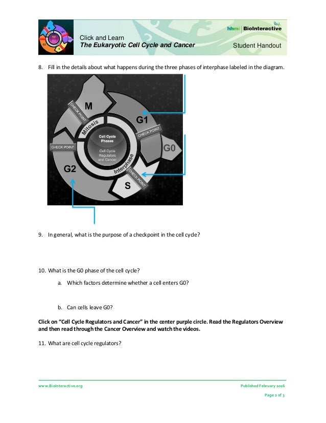 The eukaryotic cell cycle and cancer worksheet answers