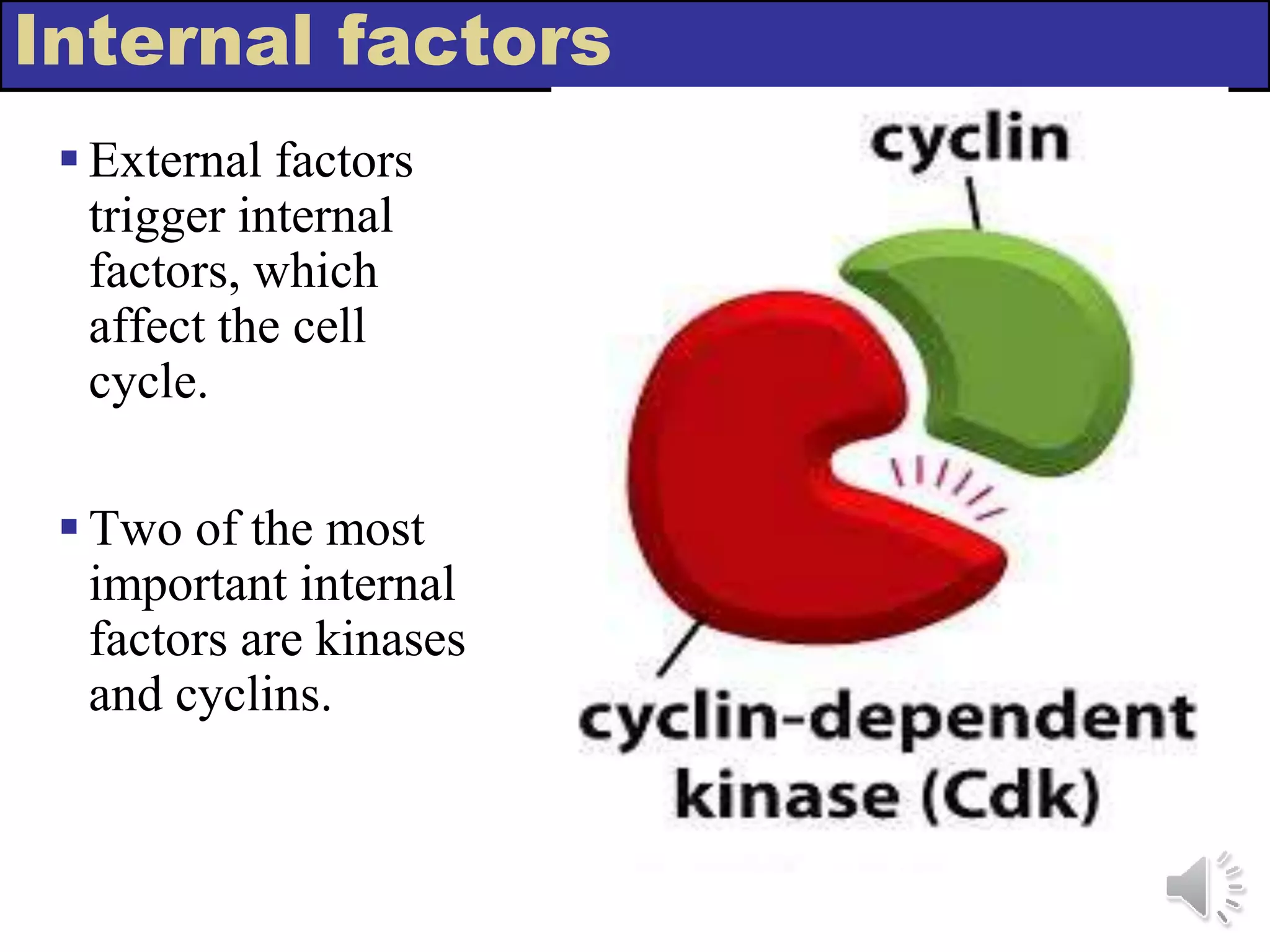 Internal factors
External factors
trigger internal
factors, which
affect the cell
cycle.
Two of the most
important internal
factors are kinases
and cyclins.