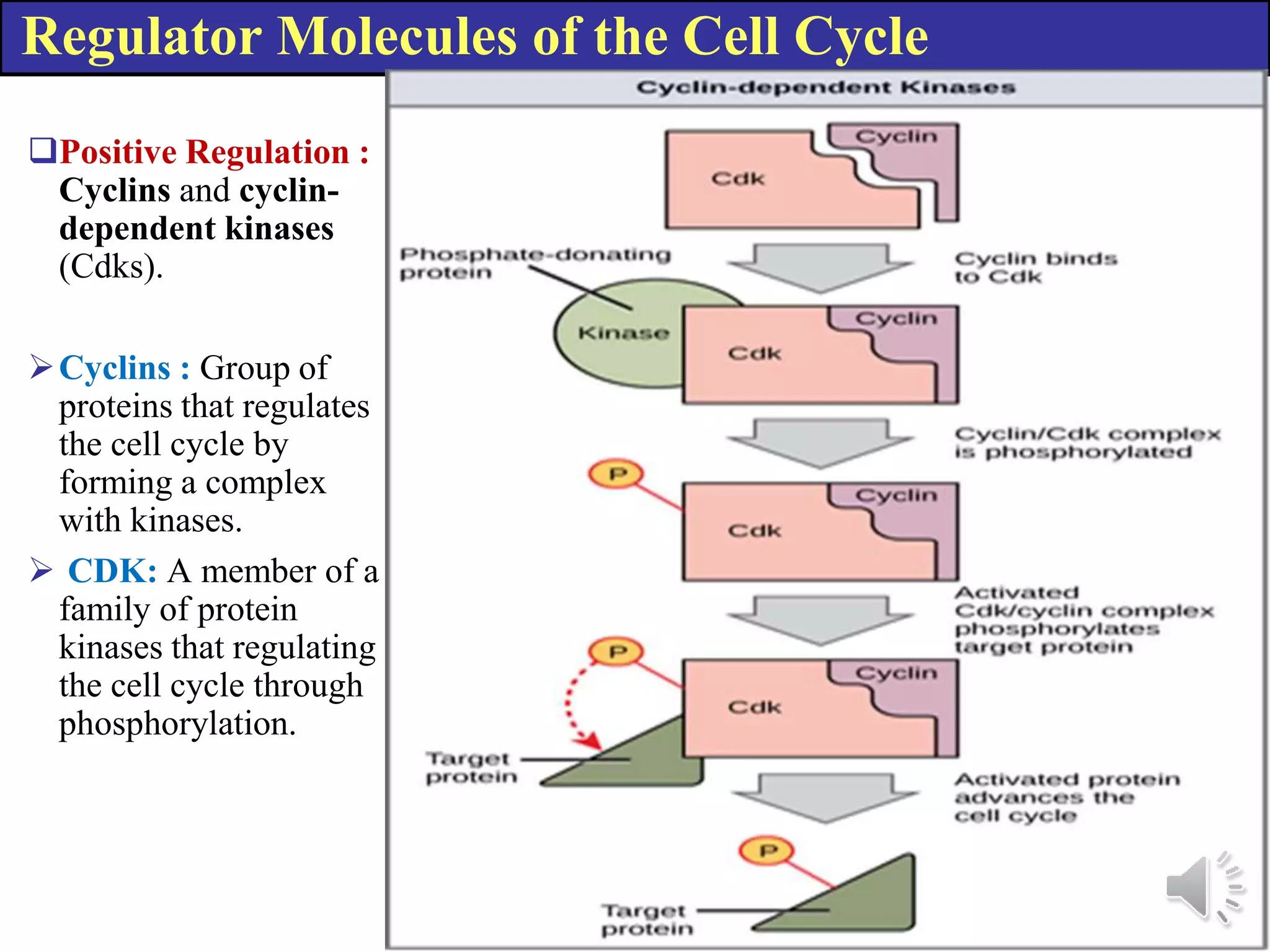 Regulator Molecules of the Cell Cycle
Positive Regulation :
Cyclins and cyclin-
dependent kinases
(Cdks).
Cyclins : Group of
proteins that regulates
the cell cycle by
forming a complex
with kinases.
CDK: A member of a
family of protein
kinases that regulating
the cell cycle through
phosphorylation.