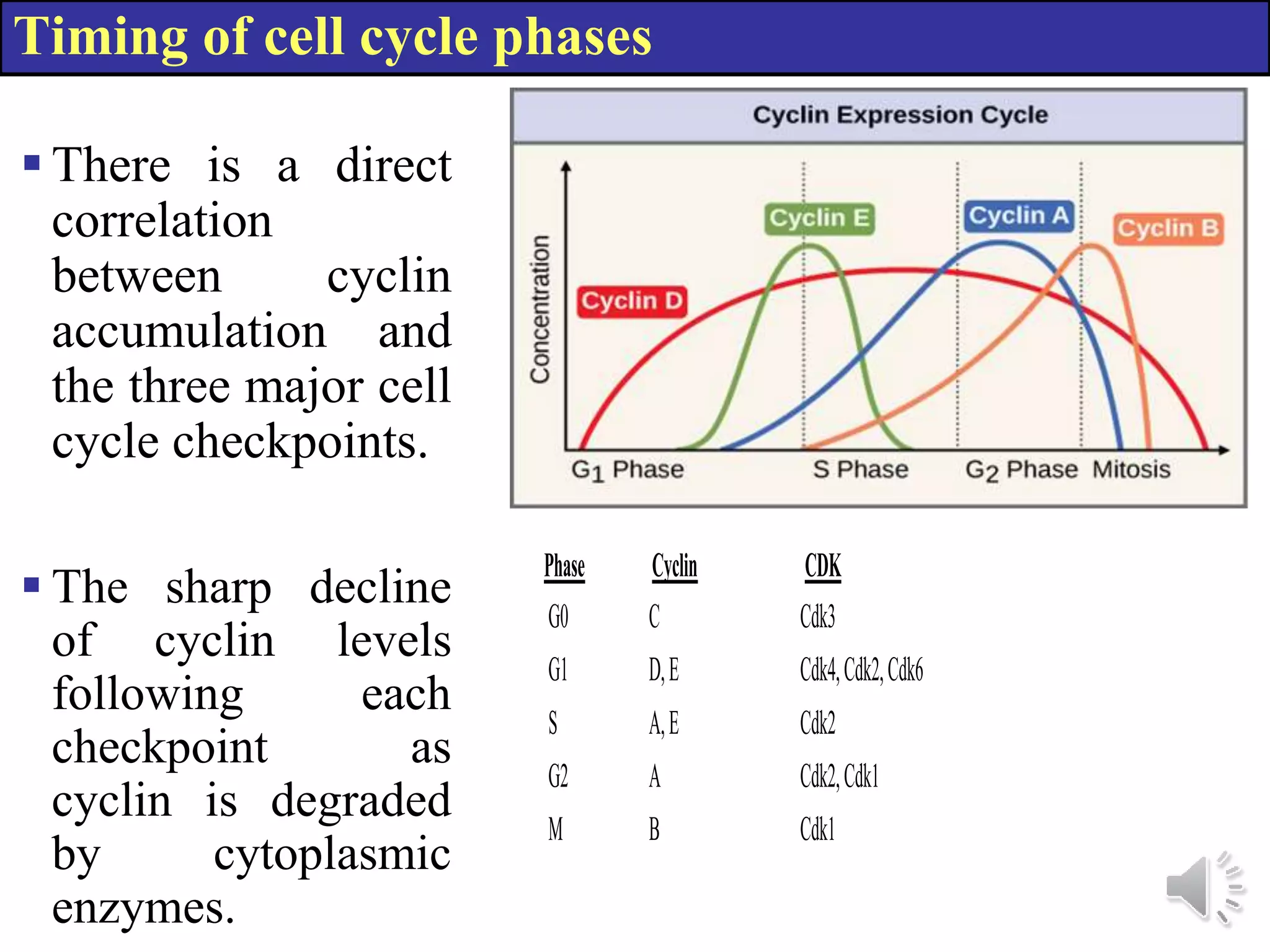 Timing of cell cycle phases
There is a direct
correlation
between cyclin
accumulation and
the three major cell
cycle checkpoints.
The sharp decline
of cyclin levels
following each
checkpoint as
cyclin is degraded
by cytoplasmic
enzymes.
Phase Cyclin CDK
G0 C Cdk3
G1 D,E Cdk4,Cdk2,Cdk6
S A,E Cdk2
G2 A Cdk2,Cdk1
M B Cdk1