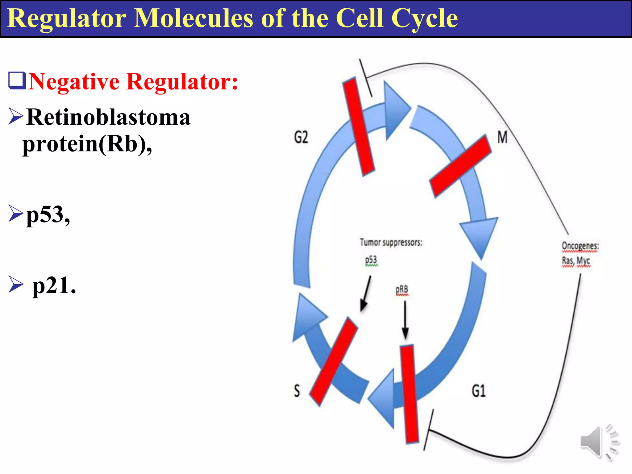 Regulator Molecules of the Cell Cycle
Negative Regulator:
Retinoblastoma
protein(Rb),
p53,
p21.