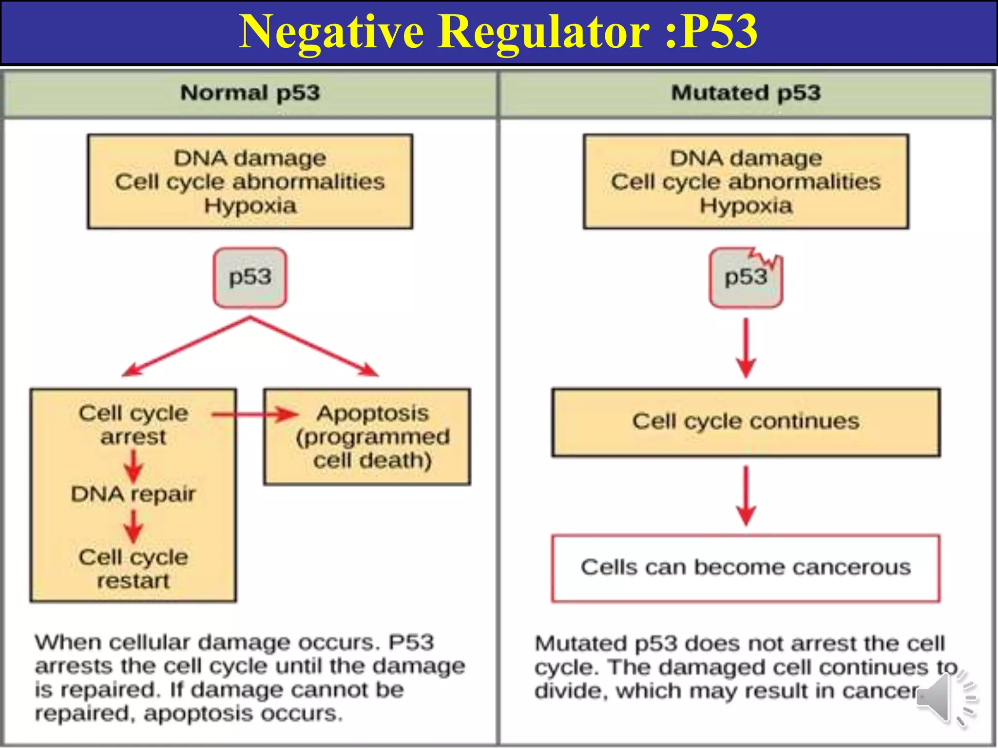 Negative Regulator :P53