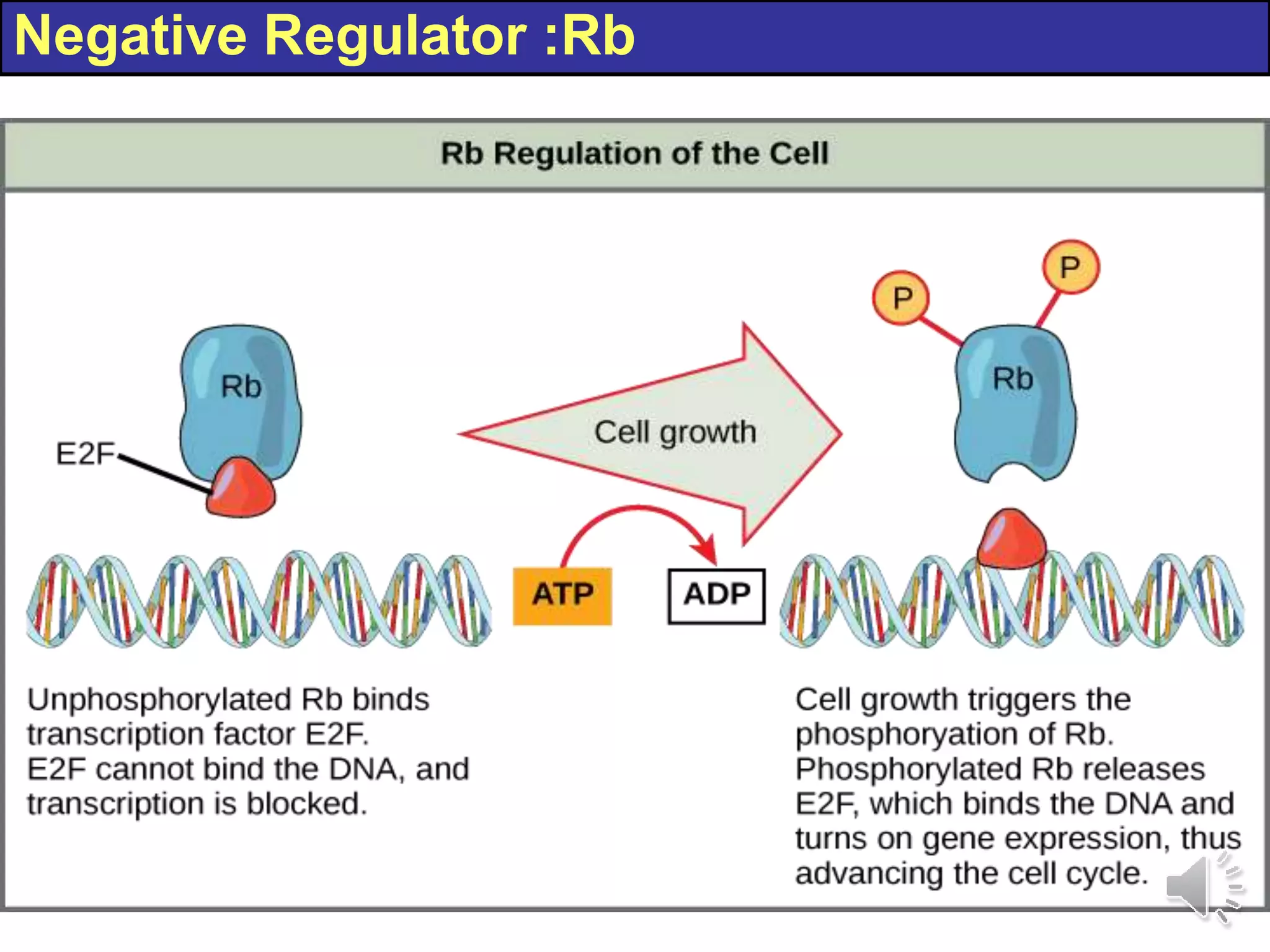 Negative Regulator :Rb