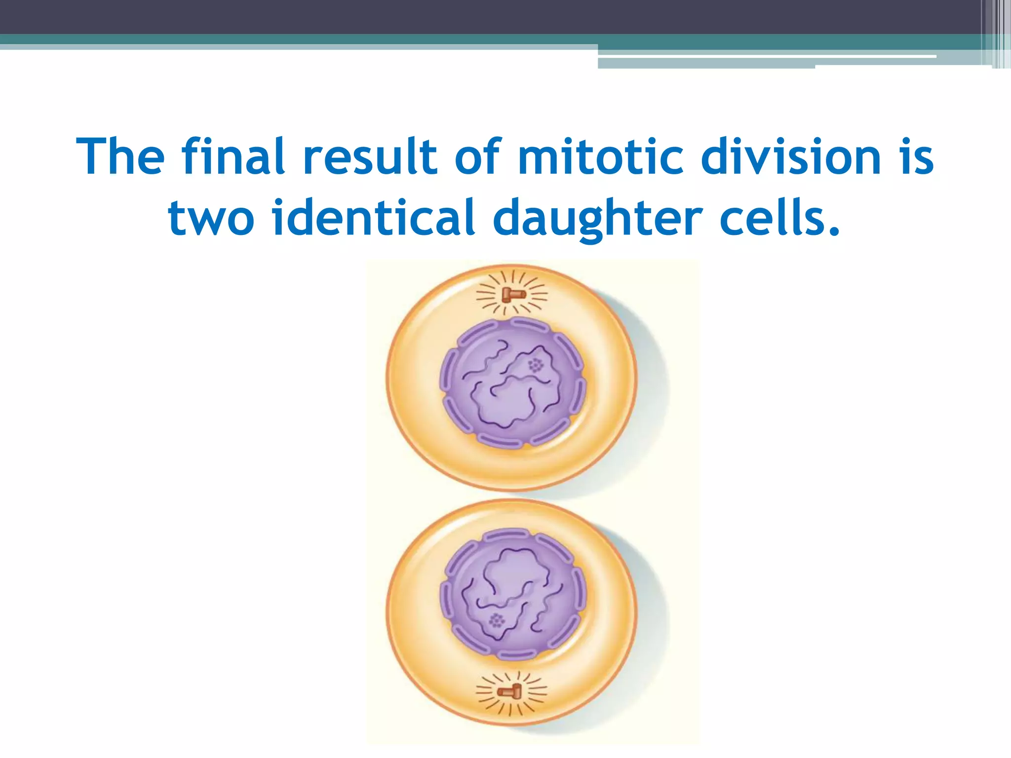 The final result of mitotic division is
two identical daughter cells.
 